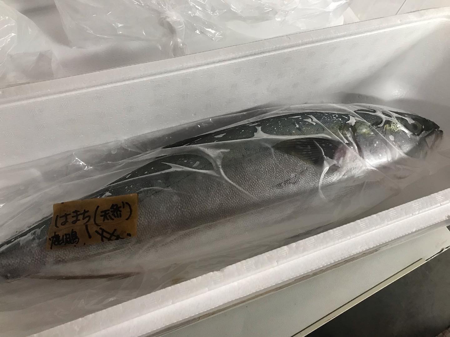 居酒屋 本日の入荷鹿児島県産天然ハマチ とり貝 高知県産カツオ等々 新鮮魚入荷しています